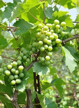 Fruit - grapes Stock Photos