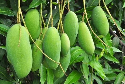 Fruit - Green Mango Foto stock