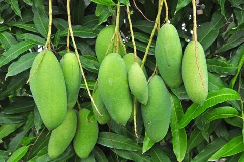Fruit - Green Mango Stock Photos