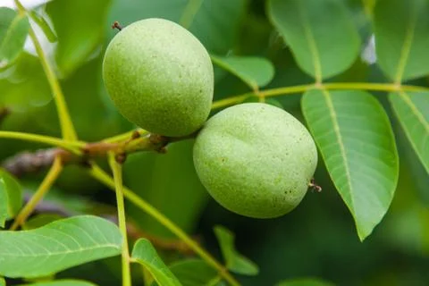 Fruit of a green walnut on a tree Stock Photos