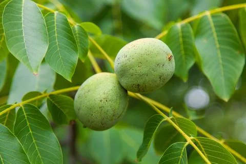 Fruit of a green walnut on a tree Stock Photos