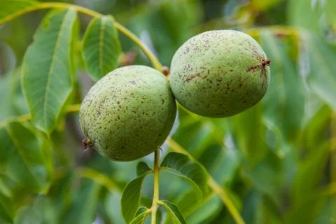Fruit of a green walnut on a tree Stock Photos