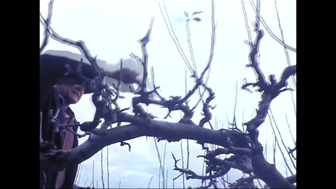 Fruit Grower Prunes Trees in Australian Orchard, 1976 Stock Footage 339539227