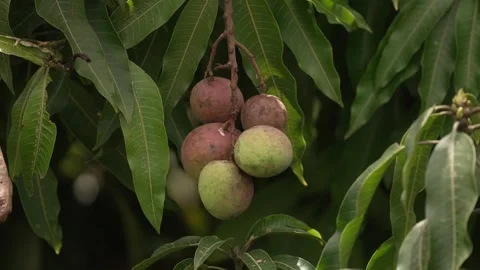 Fruit Growing on Tree Close-Up Kenya Highland Farm Stock Footage 333217153