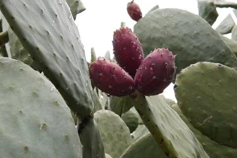 A fruit that grows on a cactus. 스톡 사진