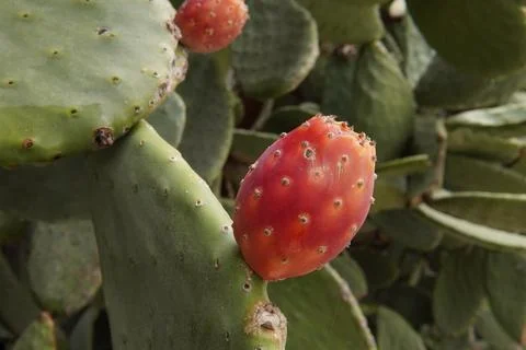 A fruit that grows on a cactus. 스톡 사진