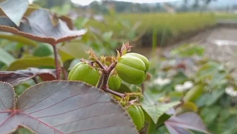 The fruit grows in light green clusters. Stock Footage 331571705