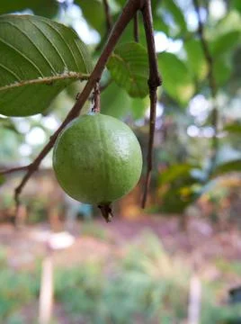 Fruit Guava Stock Photos