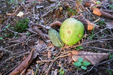 Fruit Guava Stock Photos