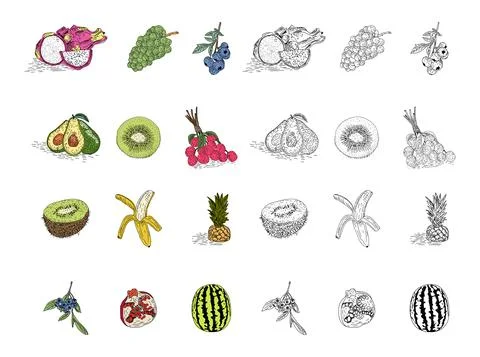 Fruit hand drawn style vector set. Stock Illustration