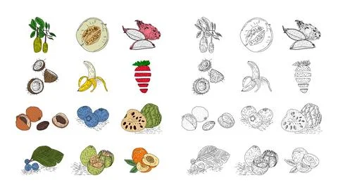 Fruit hand drawn style vector set. Stock Illustration