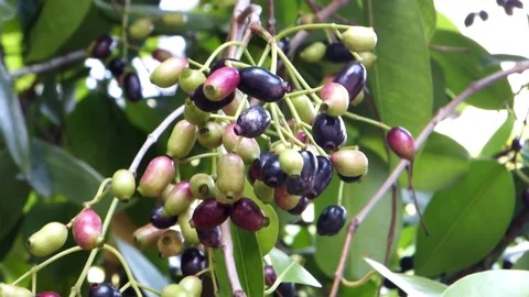 Fruit hanging between branches and leaves Stock Footage 93287709