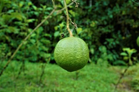 Fruit hanging lime tree spotted in the Secret Gardens Stock Photos