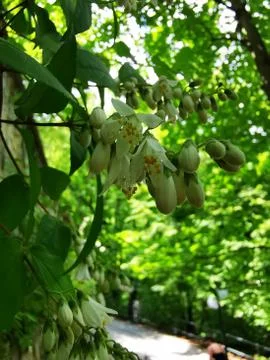 A fruit hanging from a tree Stock Photos