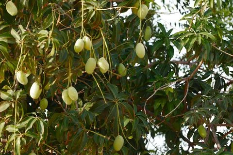 Fruit hanging On Tree,green Mango in a mango garden in Karnataka India,Lots o Stock Photos