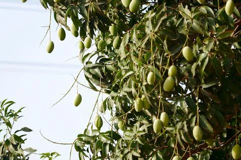 Fruit hanging On Tree,green Mango in a mango garden in Karnataka India,Lots o Stock Photos