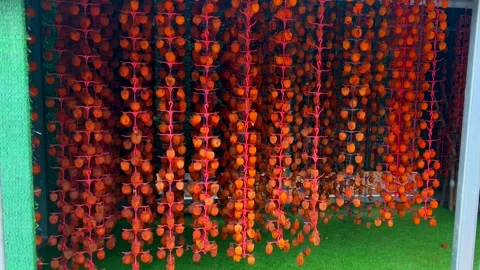 Fruit hangs on drying racks outside during snowfall. The traditional method of Stock Footage 325956188