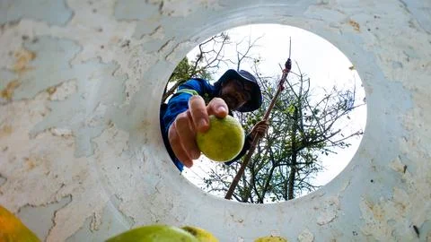 Fruit Harvester Picking Orange Into Container. Foto stock