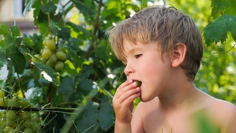 Fruit harvesting Stock Footage 96246566