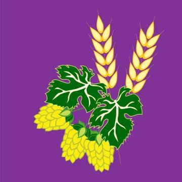 Fruit hops and ears of barley on a purple background. The symbols of the Okto Stock Illustration