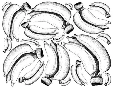 Fruit, Illustration Background of Hand Drawn Sketch of Fresh Ripe and Sweet B Stock Illustration