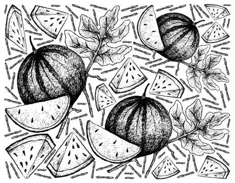 Fruit, Illustration Background of Hand Drawn Sketch of Fresh Sugar Baby Water Stock Illustration