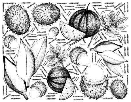 Fruit, Illustration Background of Hand Drawn Sketch of Fresh Rambutans, Sugar Stock Illustration