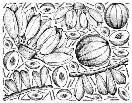 Fruit, Illustration Background of Hand Drawn Sketch of Fresh Averrhoa Bilimbi Stock Illustration