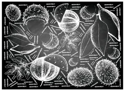 Fruit, Illustration Background of Hand Drawn Sketch of Fresh Rambutans, Sugar Stock Illustration