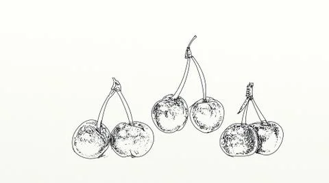 Fruit, illustration of cherries Stock Illustration