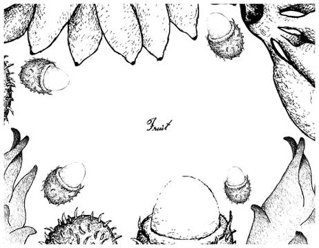 Fruit, Illustration Frame of Hand Drawn Sketch of Fresh Red Rambutans Pisang Stock Illustration