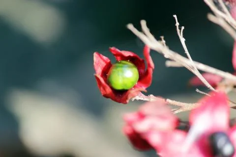 Fruit inside flower Stock Photos