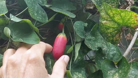 Fruit of Ivy Gourd, Ready to be Taken. Video stock 297611922