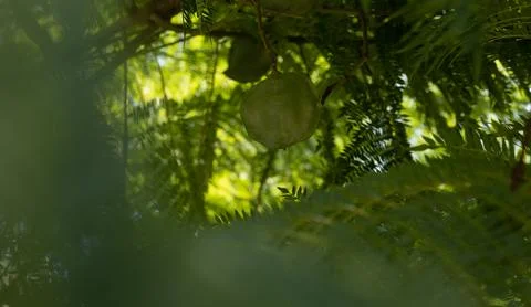 Fruit of jacaranda mimosifolia between branches. wallpaper Stock Photos