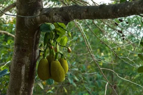 Fruit of Jackfruit grows on tree Stock Photos