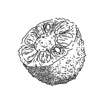 Fruit jackfruit sketch hand drawn vector Stock Illustration