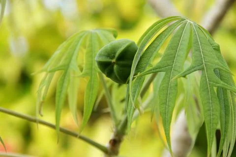 Fruit of Jatropha multifida or Physic nut fruit on branch Stock Photos