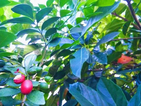 The fruit of the kemuning tree Stock Photos