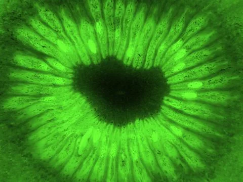 Fruit kiwi slice abstract inversion bright background for design. Stock Photos