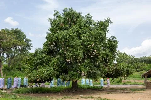 A fruit-laden mango tree stands over sacks of produce beside a village road.. 스톡 사진