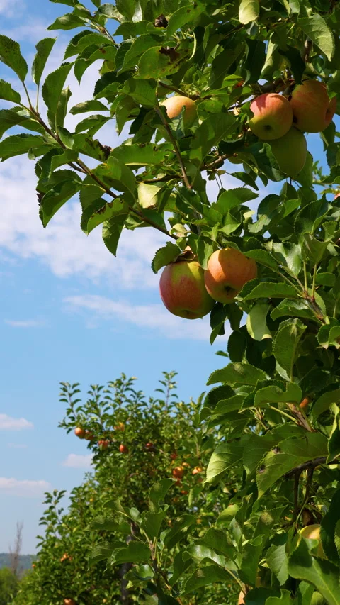 Fruit landscape. Vertical shots of red apples growing on a green branch of an Stock Footage 283769803