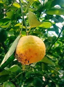 Fruit lemon Stock Photos
