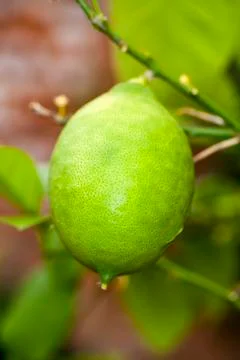 Fruit lemon tree Foto stock