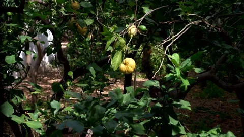Fruit lemons tree in the garden. Citrus fruits. Video 4K Stock Footage 334597058