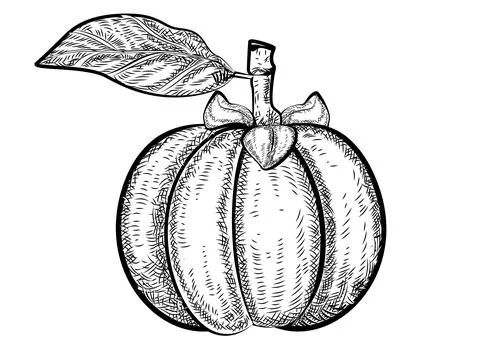 Fruit line illustration Stock Illustration