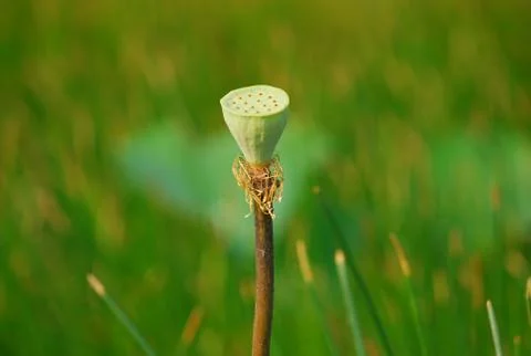 Fruit of lotus Stock Photos