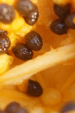 Fruit macro photography Stock Photos
