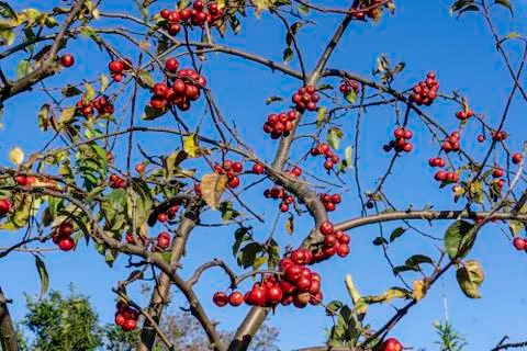 The fruit of Malus Evereste, Stock Photos
