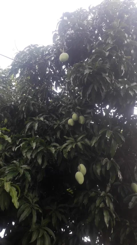 Fruit mango Stock Footage 216579425