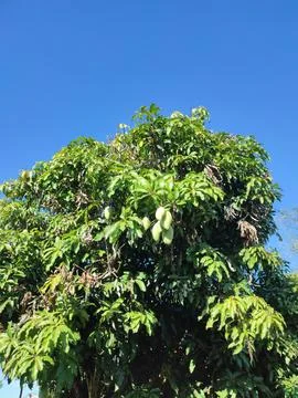 Fruit mango tree Stock-Fotos